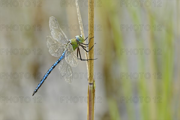 Emperor dragonfly