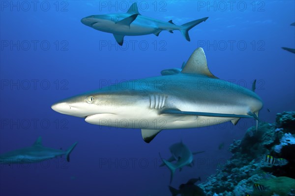 Grey reef shark