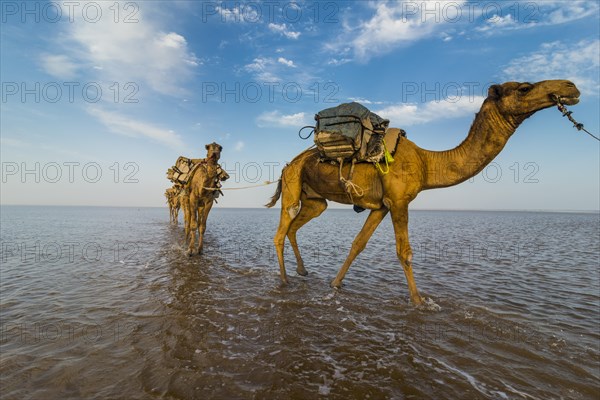 Camels loaded with rock salt plates walk through a salt lake