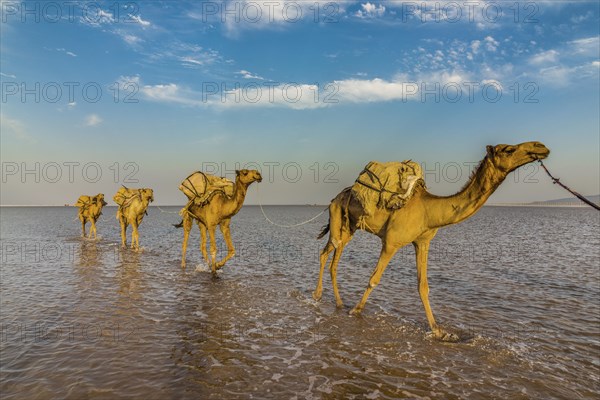 Camels loaded with rock salt plates walk through a salt lake