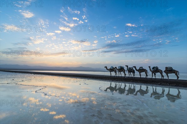 Camels loaded with rock salt slabs walk at sunset through a salt lake