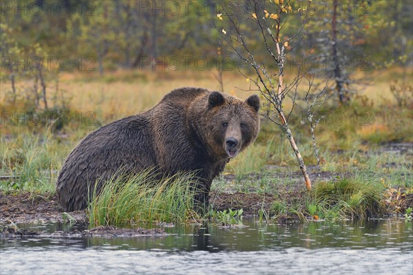 Brown bear