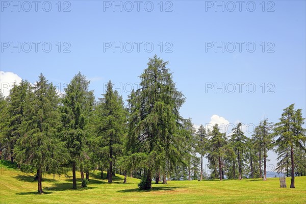 Larch meadows on the Salten