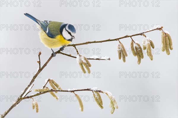 Blue Tit