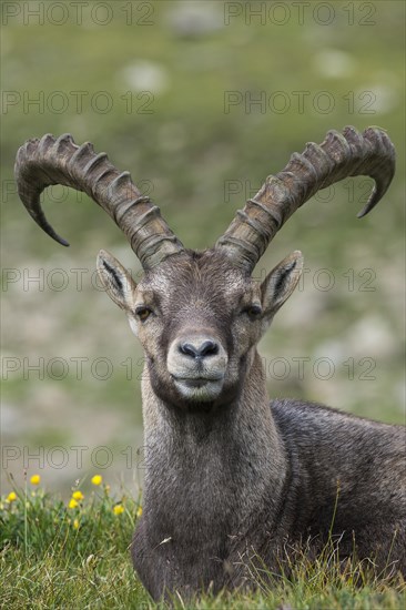 Ibex