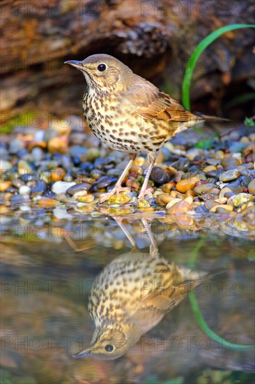Song thrush