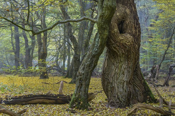 Autumn in the primeval forest Baumweg