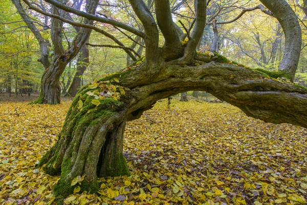 Autumn in the jungle Baumweg