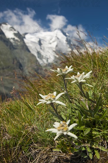 Alpine Edelweiss