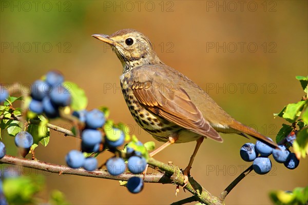 Song thrush