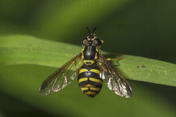 Chrysotoxum veralli