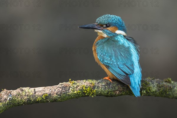 Common kingfisher