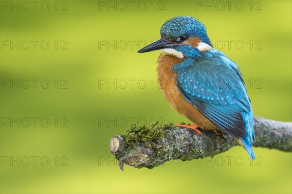 Common kingfisher