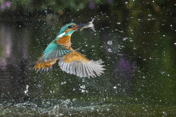 Busted Common kingfisher