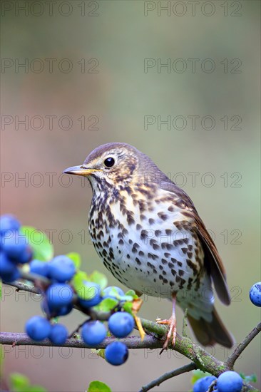 Song thrush