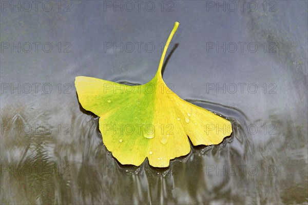 Gingko