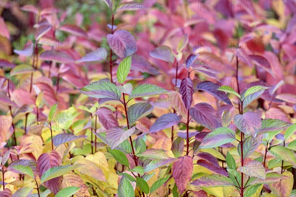 Common Dogwood