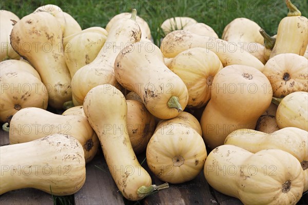 Squash Butternut