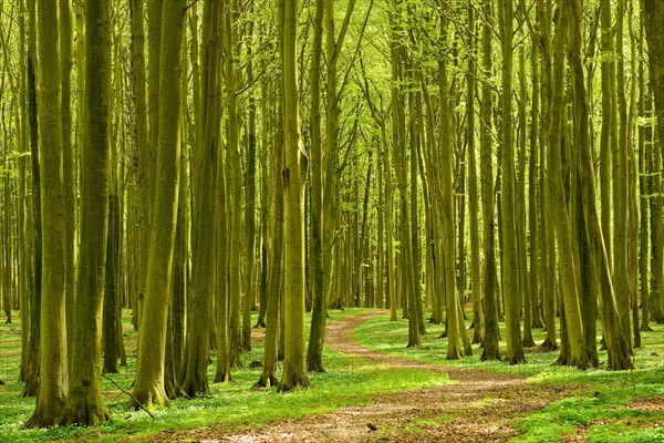 Hiking trail winds through sunny beech forest in spring