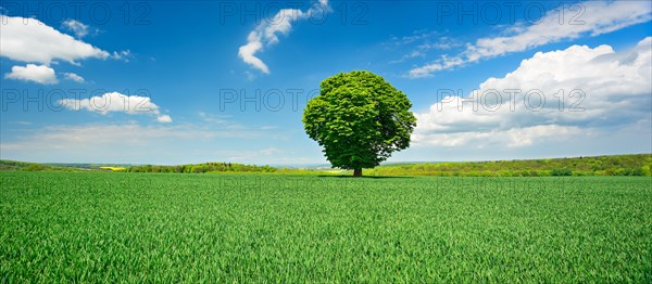 Large solitary horse chestnut on green field