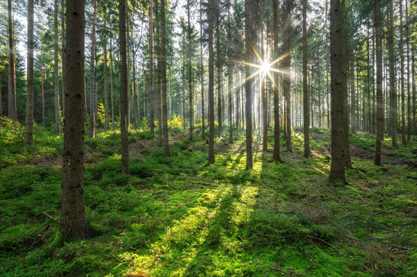 Spruce forest in the morning