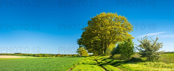 Old oak trees line a field path through green fields in spring