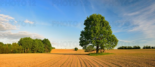 Field landscape with solitary oak tree in spring