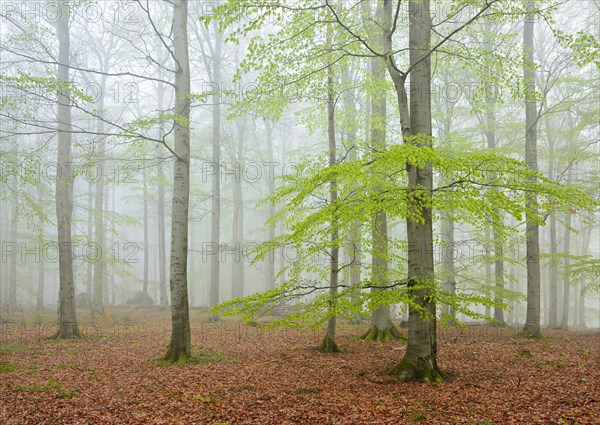 Beech forest with fog in early spring
