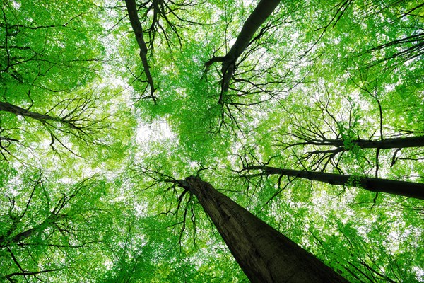 Giant old beeches