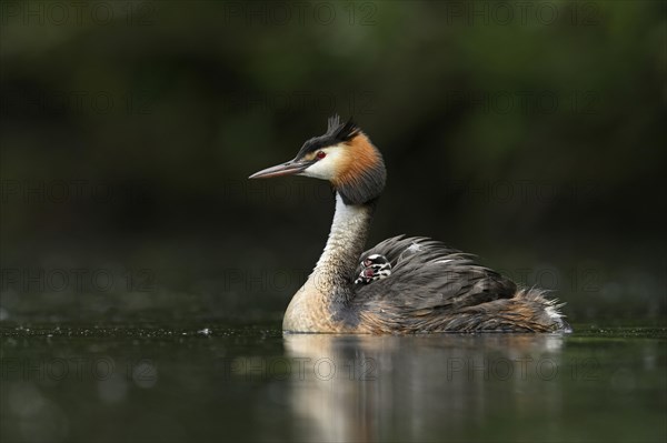 Great crested grebe