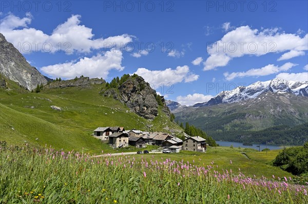 Meadow with flowering Meadow bistort