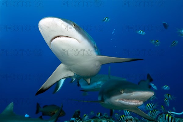 Grey reef shark