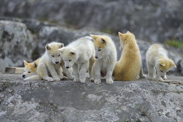 Six young Greenlandic dogs sitting on a rock slab