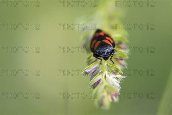 Red-and-black froghopper