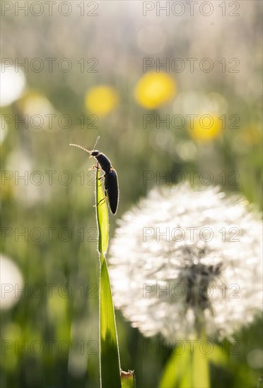 Click beetle