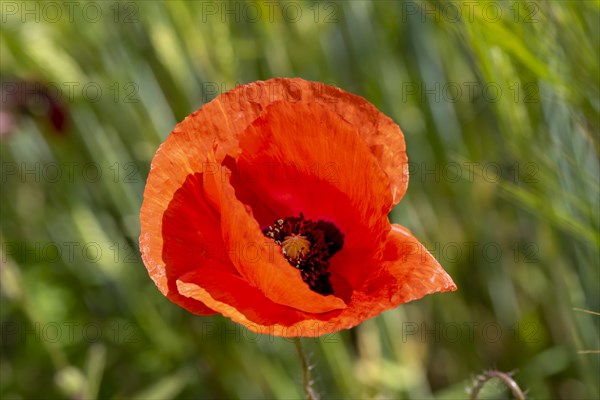 Blooming red poppy