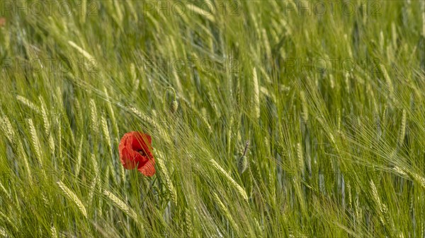 Blooming red poppy