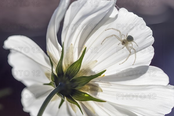 Goldenrod crab spider