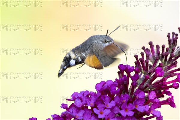 Hummingbird hawk-moth