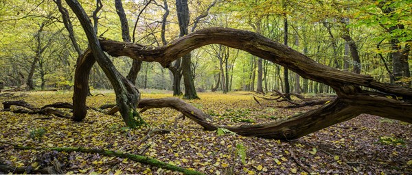 Intertwined trunks of old trees and deadwood