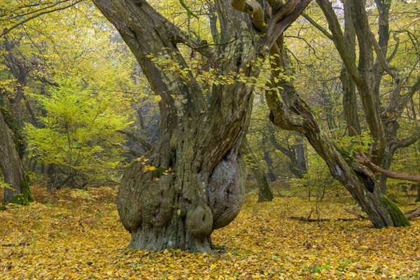 Autumn in the jungle Baumweg