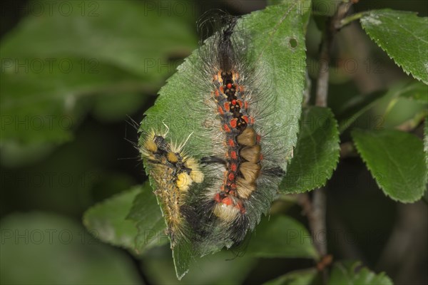 Rusty Tussock Moth