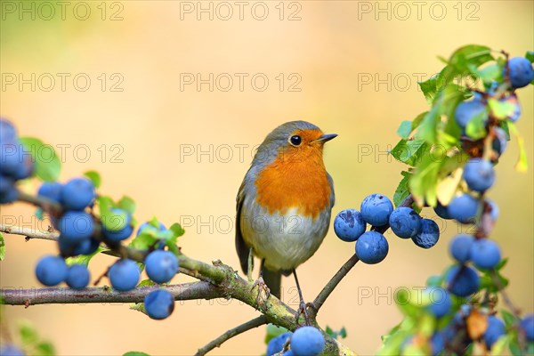 European robin