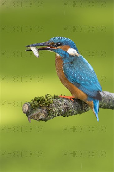 Common kingfisher