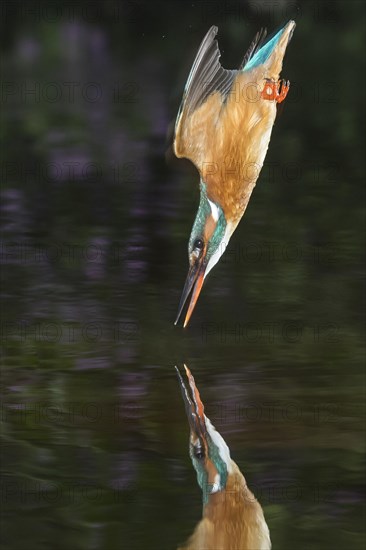 Spoils of the Common kingfisher