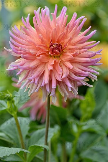 SemicactusDahlia