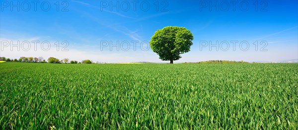 Large solitary horse chestnut on a green field