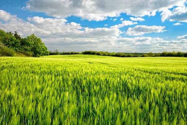 Green barley field bordered by hedges in spring