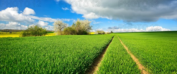 Cultural landscape in spring