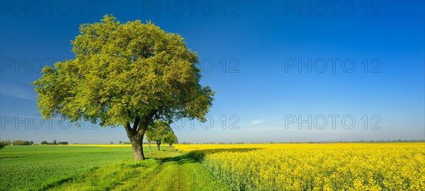 Cultural landscape in spring